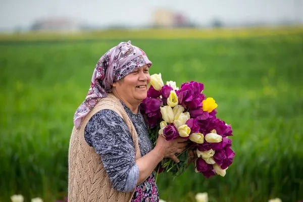 Lale tarlalarında kırım zamanı