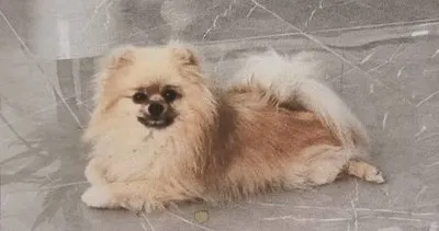 Kayıp köpeğini bulana bin dolar ödülü verecek #antalya