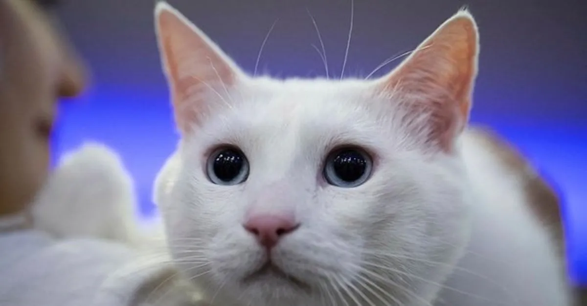 ruyada kedi gormek nedir ruyada kara ve beyaz kedi gormek evde kedi isirmasi tabiri son dakika haberler