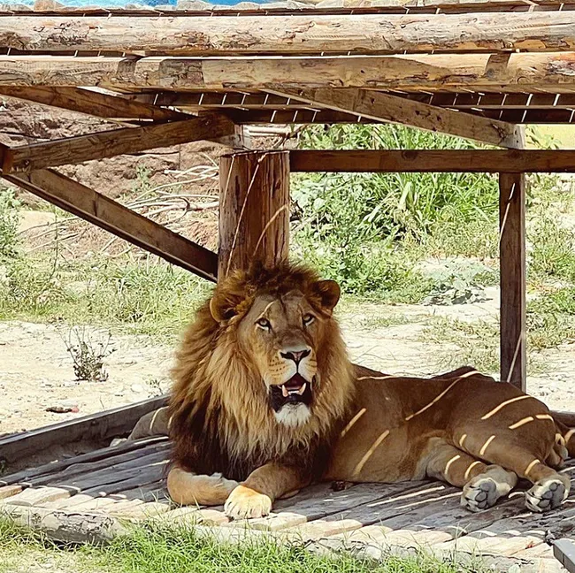Aslan saldırısına uğrayan adamın sağlık durumu hakkında açıklama! Tam Kara Murat