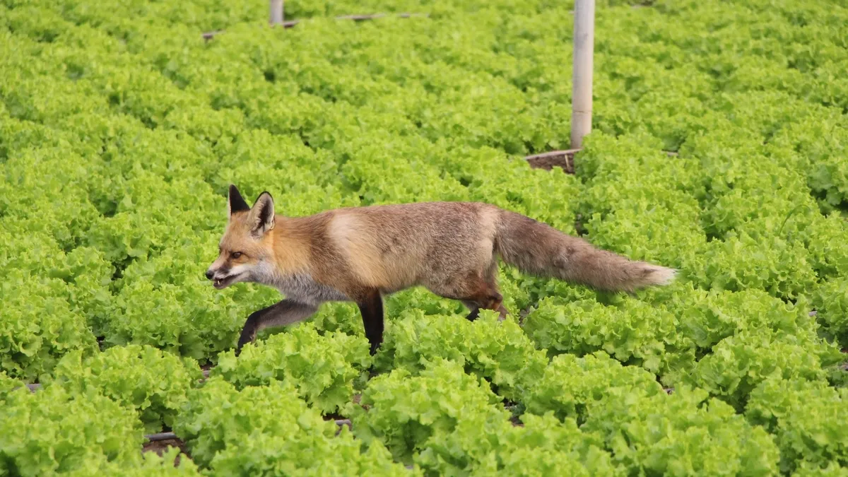 Amasya’da kardeşlerin gülümseten tilki rekabeti: Biri mangal partisi yapıyor, biri pastayla besliyor! Amasya’da kardeşlerin gülümseten tilki rekabeti: Biri mangal partisi yapıyor, biri pastayla besliyor!