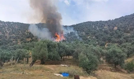 İzmir’de zeytinlik alanda yangın