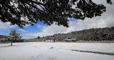 Kayısı çiçekleri, karların arasında açtı