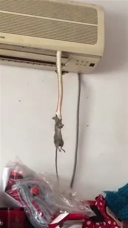 Davetsiz misafirler