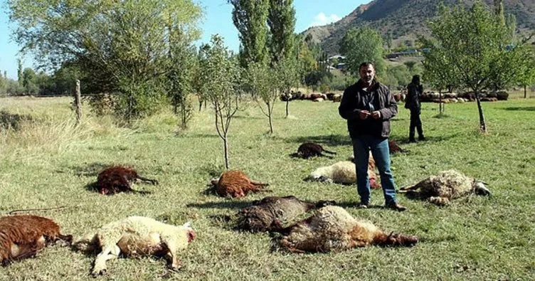 Çoban uyuyakaldı, kurtlar 40 koyunu telef etti