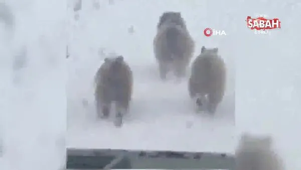 Kış uykusundan uyanan ayı ve yavruları şaşırttı | Video