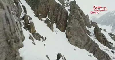 Tunceli’de kış uykusundan uyanan 2 bozayı havadan böyle görüntülendi | Video