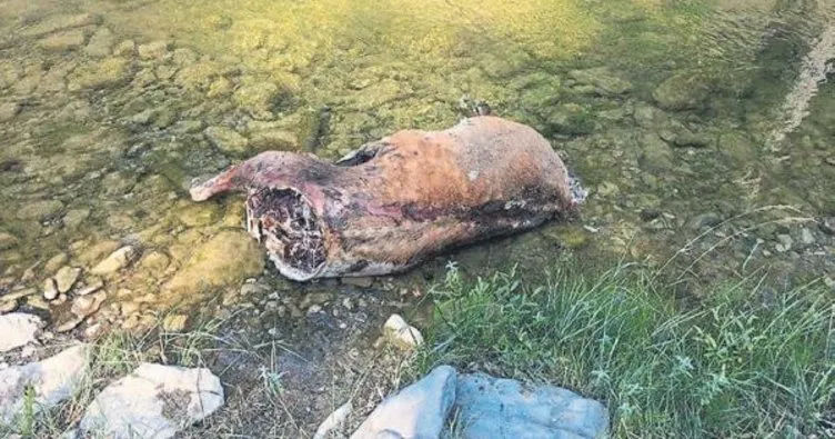 Denizli’de geyik katliamı