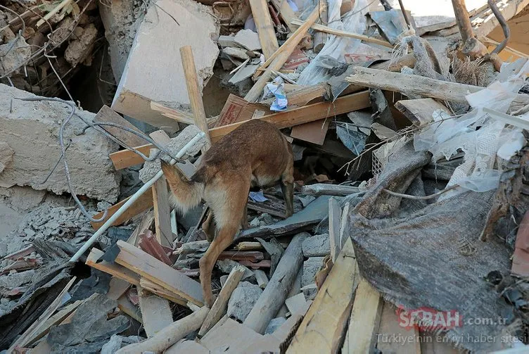 Arama Kurtarma Köpeği Altar, enkaz altındaki depremzedelerin can simidi oldu