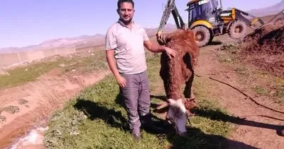 Silopi’de çamura saplanan inek kepçeyle kurtarıldı