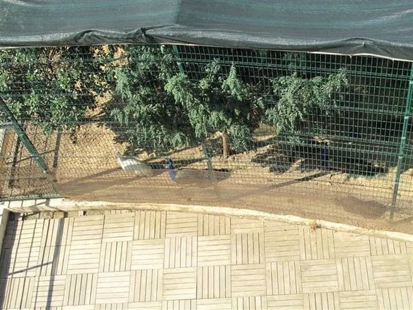 Ali Ağaoğlu