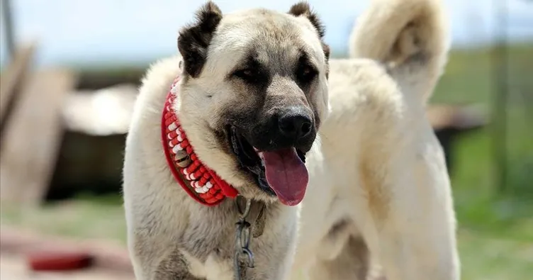 Bakanlık harekete geçti! Kangal köpeği ırkı korunacak...
