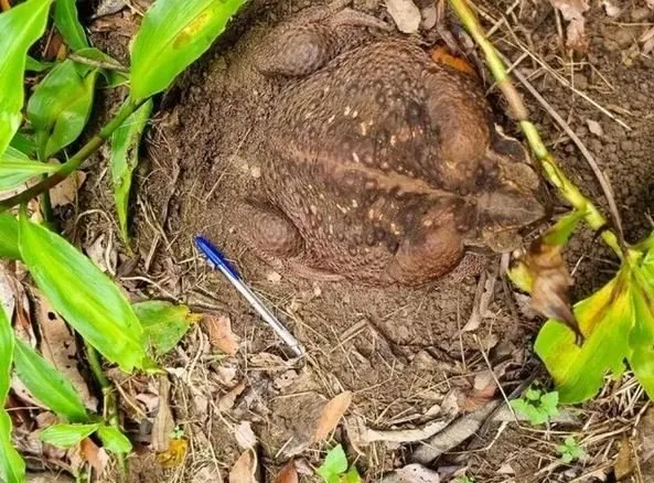 Zehir saçıyor, önüne çıkan her şeyi yiyor! Adını bir canavardan alıyor...