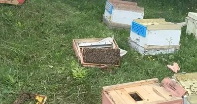 Aç kalan ayılar 20 arı kovanını parçaladı