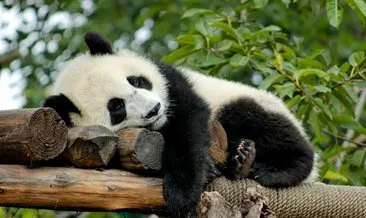 Panda Nerede Yaşar? Panda Nerede Görülür, Hangi İklimde Yaşar, Karada Mı Suda Mı?