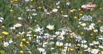 papatya nedir faydalari nelerdir