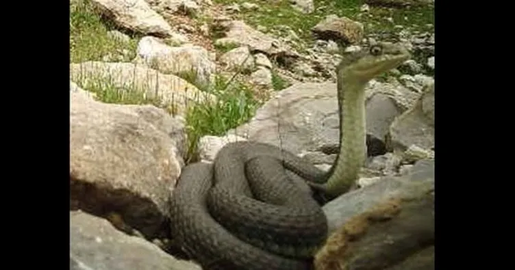 Güneydoğu’da dev yılan görüntülendi