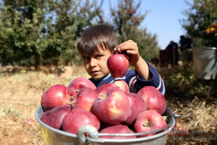 Göksun elmasının yüzde 95’i ihraç ediliyor!
