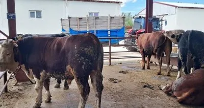Kırsalda Bereket Projesi Erzincan sonuçları; 92 üreticiye 1.325 adet hayvan dağıtılacak #erzincan