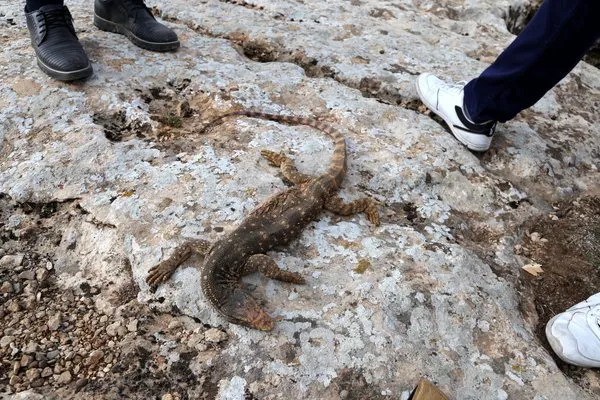 Şanlıurfa'da çöl varanı ölü bulundu