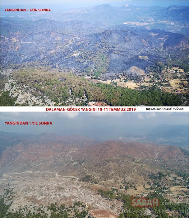 Muğla'da yanan alanlar tekrar yeşeriyor
