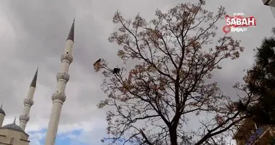 Kediyle karganın ağaç üstünde güldüren kavgası kameralara yansıdı | Video