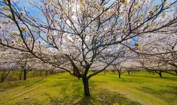 Kayısı ağaçları, bahara ‘merhaba’ dedi