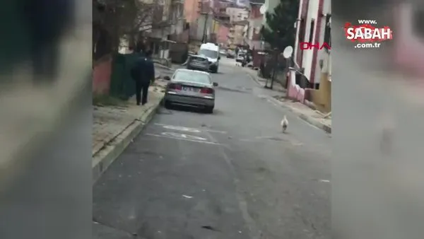 İstanbul'da kendisine taş atan postacıdan intikam alan horoz kamerada