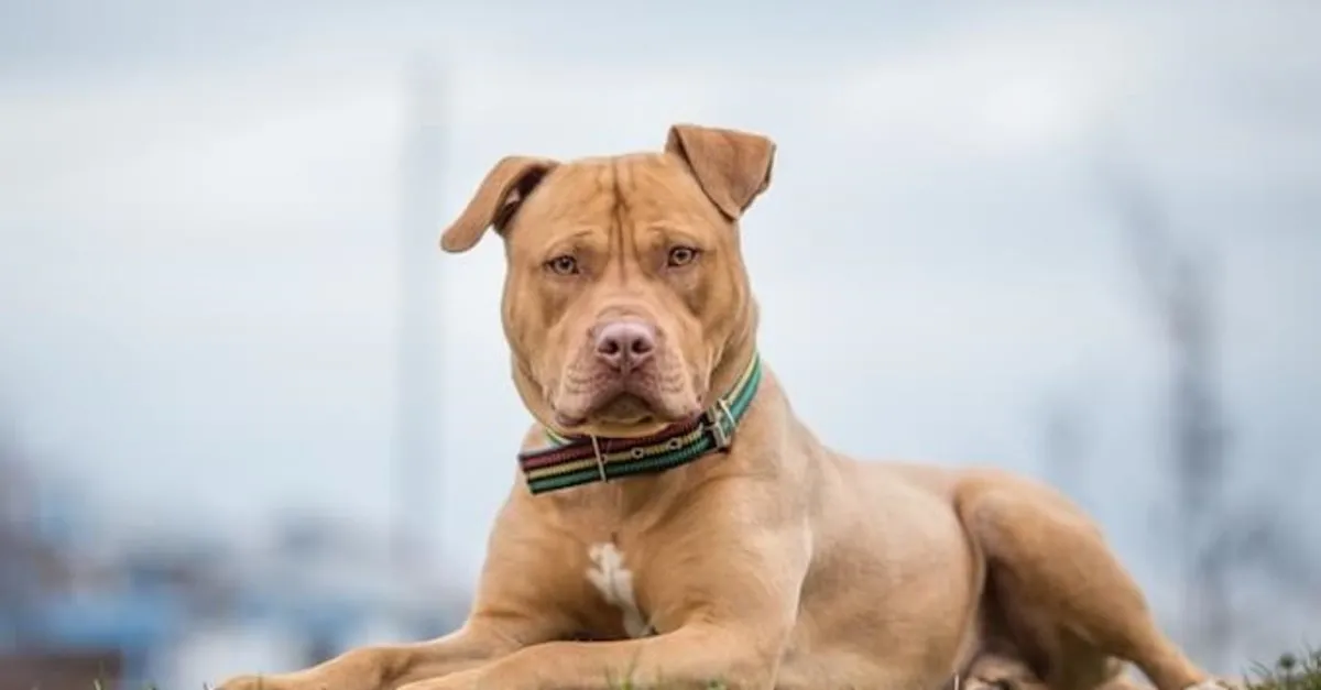 Pitbul 11 Yasindaki Cocuga Saldirdi Son Dakika Haberler