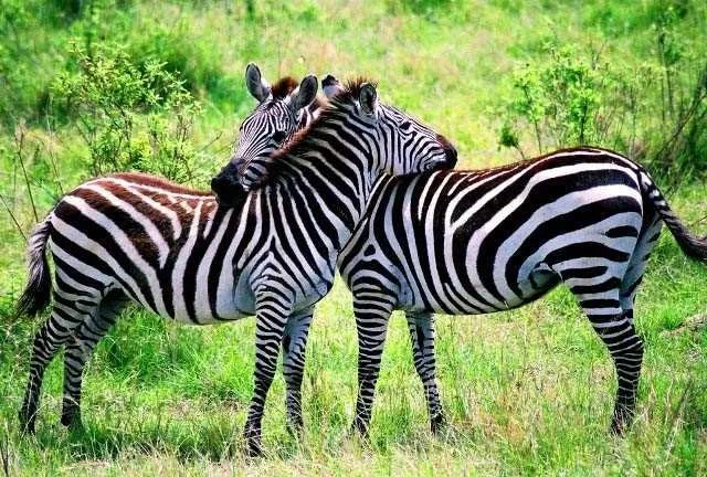Zebra çizgilerinin sırrı ne?