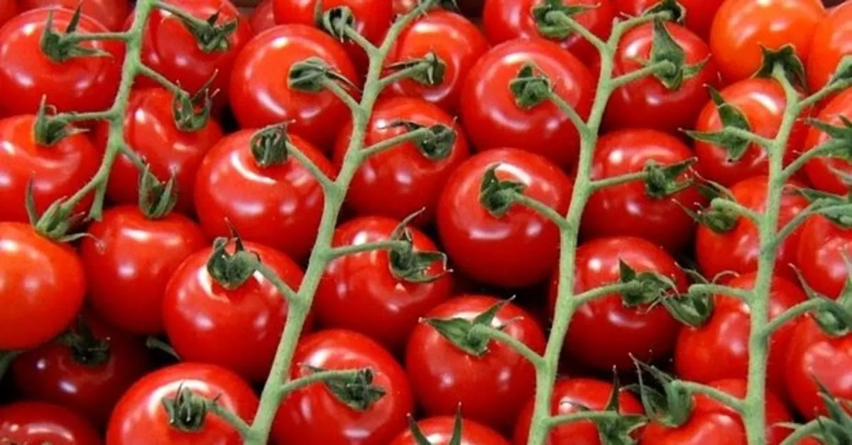 Erzurum Da Artik Kisin Da Domates Uretilecek Son Dakika Haberler