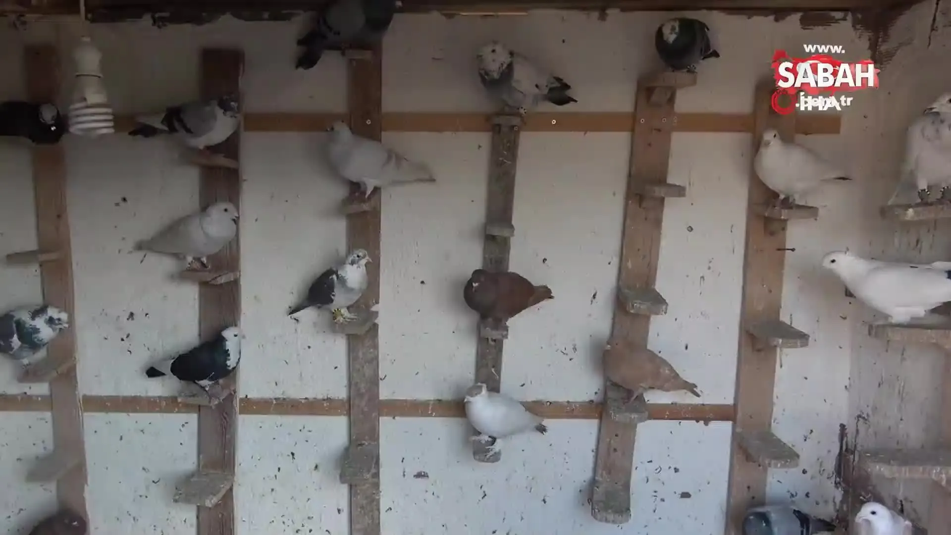 babadan miras guvercin sevdasi video videosunu izle son dakika haberleri