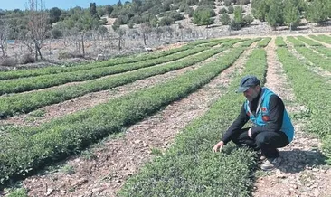 Anadolu adaçayı dünyada rakipsiz