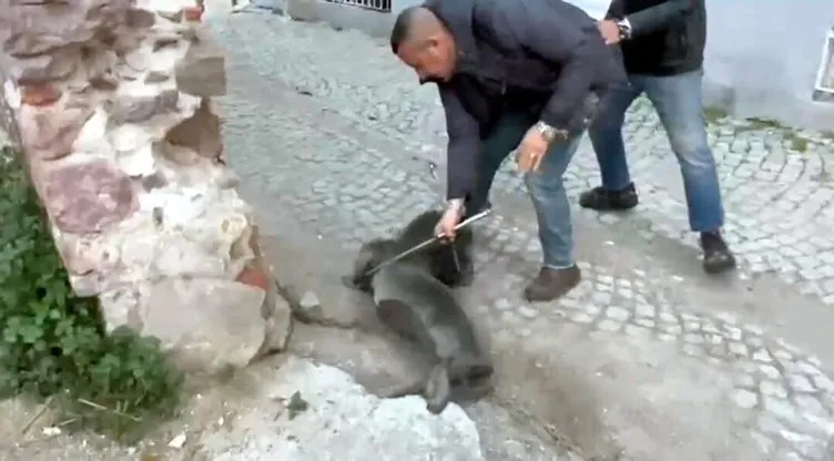 Görüntüler Türkiye’den: Akdeniz foku karaya çıkıp sokaklarda dolaştı!