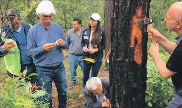 Honduras’ın ormanları TİKA’yla güvende