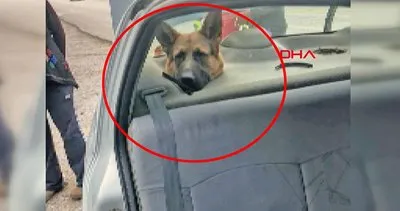 Muğla’da bagajda taşınan köpeğin başı hoparlör boşluğuna sıkıştı | Video