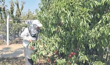 Hobi bahçelerinin kaderi belli olacak