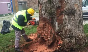 İBB ağaçları katlediyor! Bursa Büyükşehir Belediyesi’nin 433 yıllık çınarların bakımını sürdürüyor