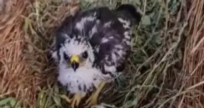 Ölmek üzere olan yavru şahini hayata bağladı #tunceli