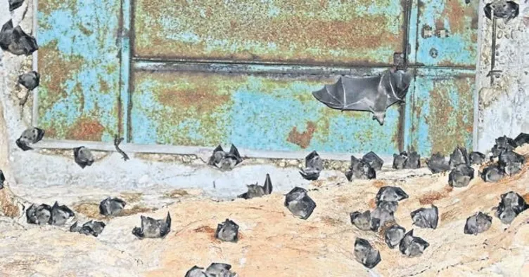 Yarasa gübresi yaradı