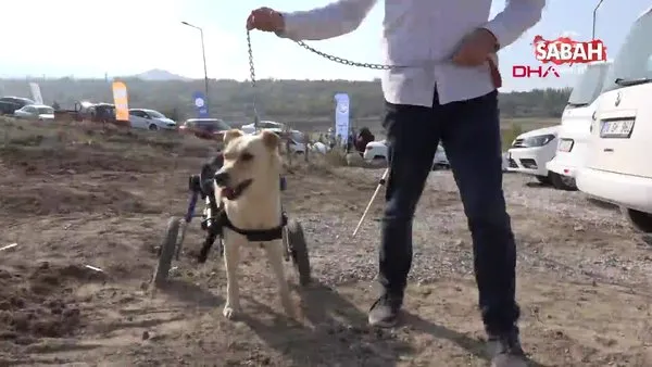 Engelli Kopegi Sahiplenerek Yurtdisindan Yurutec Getirttiler Videosunu Izle Sabah Tv