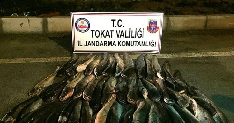 Tokat’ta sağlıksız koşullarda paketlenmiş 300 kilo balık ele geçirildi