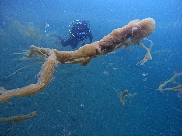 Marmara Denizi’nde korkutan görüntü: Hepsi insan boyutunda!