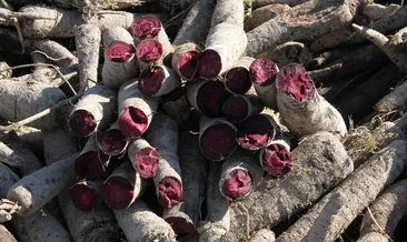 İhracatın yükselen yıldızı ‘siyah havuç’