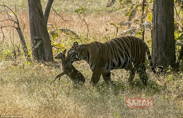 Hindistan'da bir kaplan 5 ayda 1300 kilometre mesafe katetti