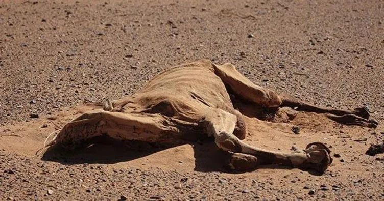 Katar develeri susuzluktan ve yorgunluktan telef oldu