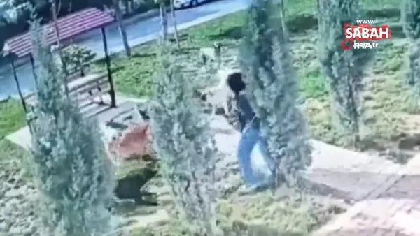 Başıboş köpekler kız öğrenciye böyle saldırdı | Video