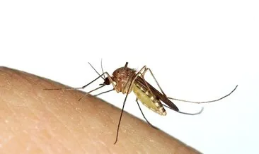 Sivrisinekler en çok kimleri ısırıyor?