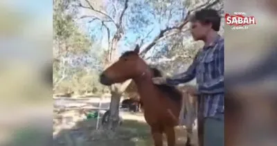 Yılkı atına şidden uygulayan Serkan Yılmaz’a para cezası | Video