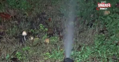 İBB, yağmurlu havada çimleri suladı | Video